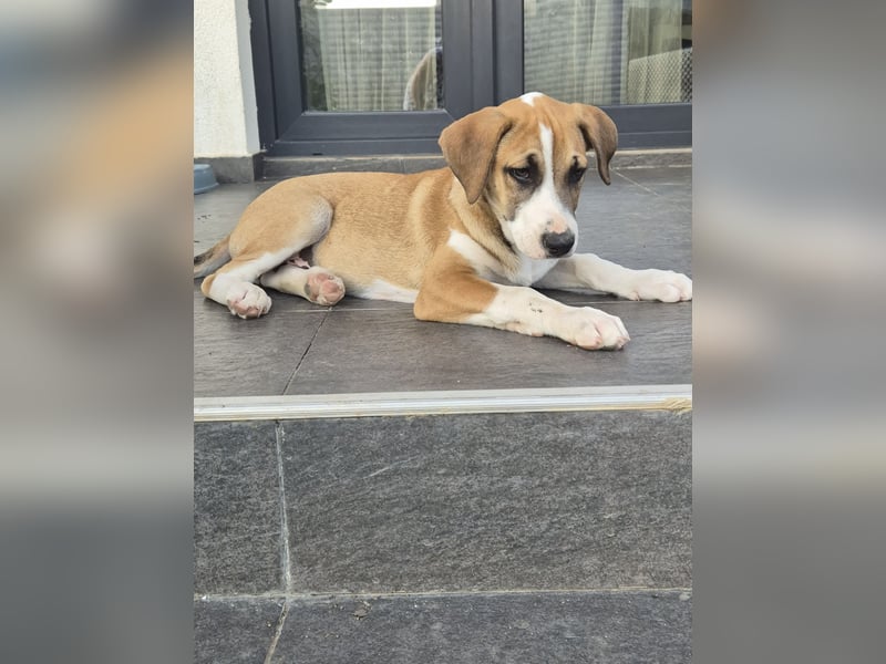 BRUNO - verspielter Bub sucht aktive Familie