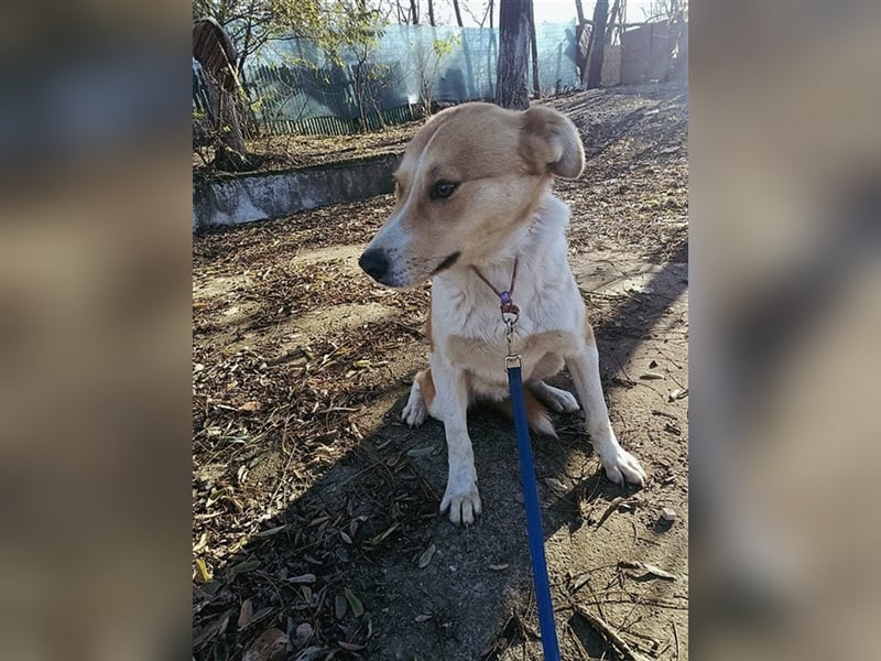 Lucky Luke - scheuer Rüde sucht ein liebes Zuhause