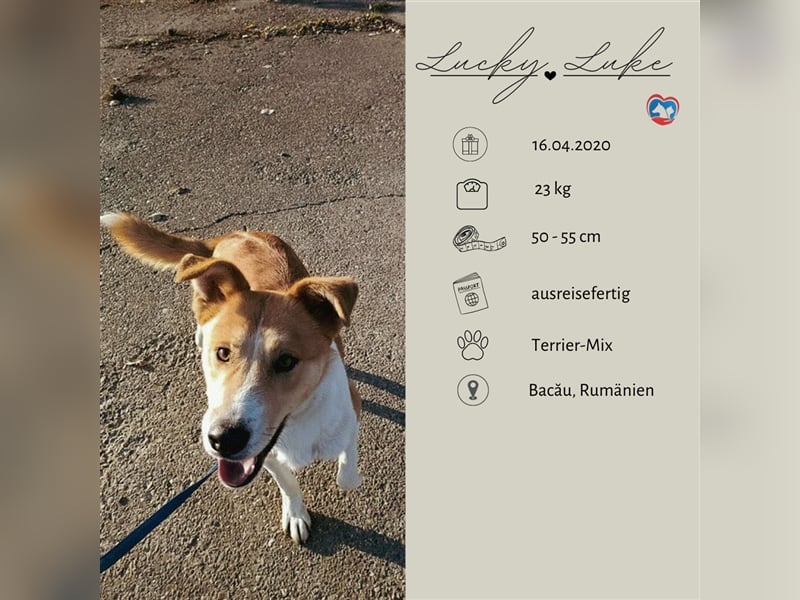 Lucky Luke - scheuer Rüde sucht ein liebes Zuhause