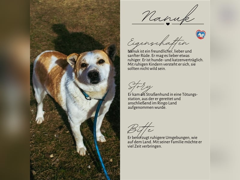 NANUK - sanfter Rüde sucht ein ruhiges Plätzchen