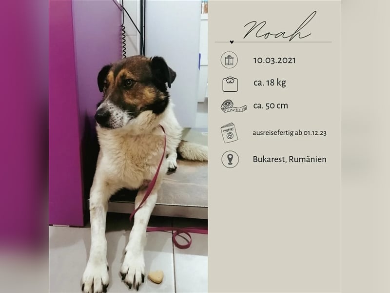 NOAH sucht eine liebe Familie