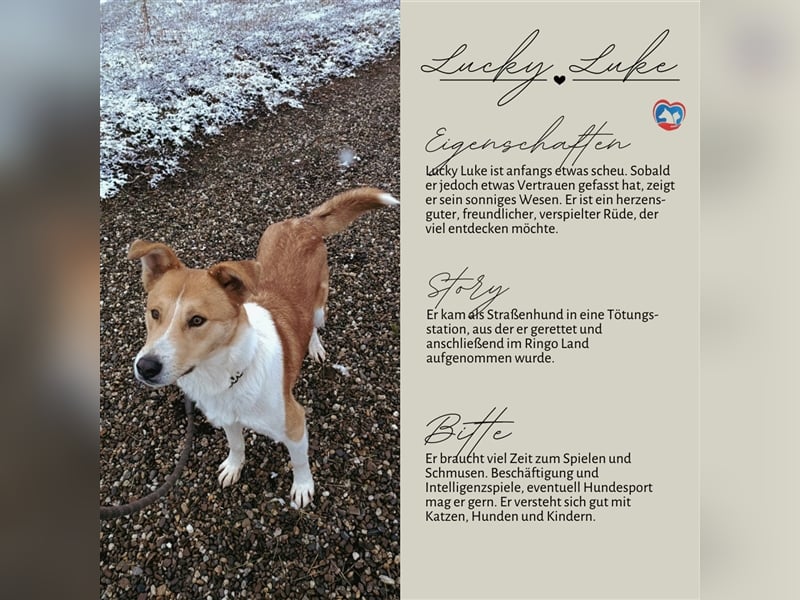 Lucky Luke - scheuer Rüde sucht ein liebes Zuhause