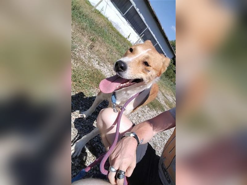 Lucky Luke - scheuer Rüde sucht ein liebes Zuhause
