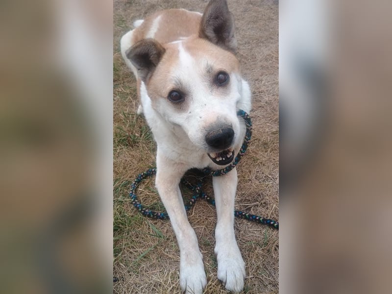 NANUK - sanfter Rüde sucht ein ruhiges Plätzchen