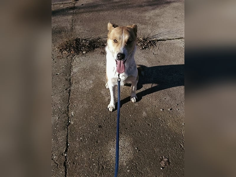 Lucky Luke - scheuer Rüde sucht ein liebes Zuhause