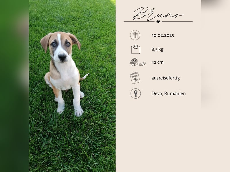 BRUNO - verspielter Bub sucht aktive Familie