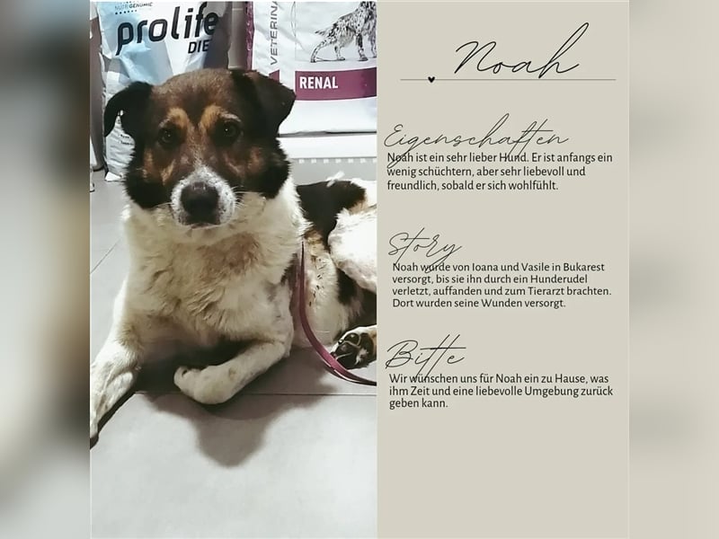 NOAH sucht eine liebe Familie