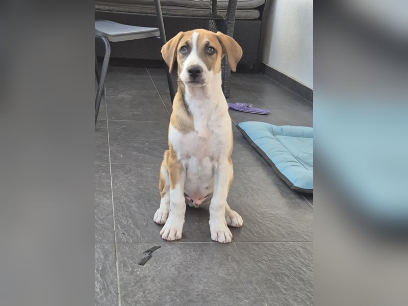 BRUNO - verspielter Bub sucht aktive Familie