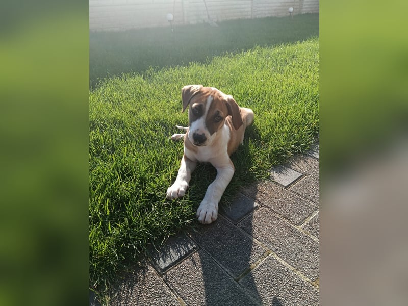 BRUNO - verspielter Bub sucht aktive Familie