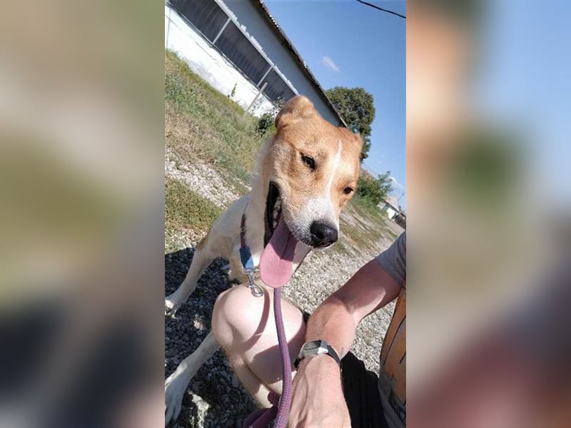 Lucky Luke - scheuer Rüde sucht ein liebes Zuhause