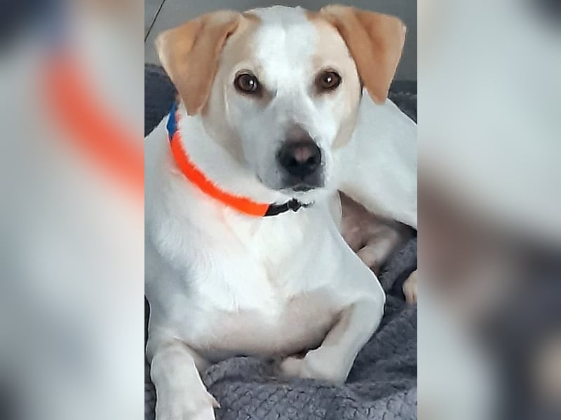 Peppy( Pflegestelle 66903 Altenkirchen) ist ein lustiger und verschmuster Kerl