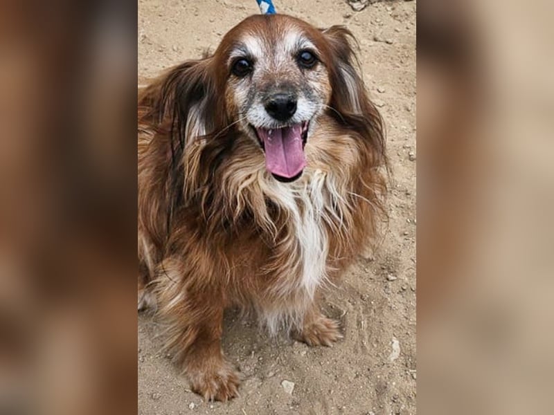 Canello (Pflegestelle Düsseldorf) - super freundlicher Hundeopi