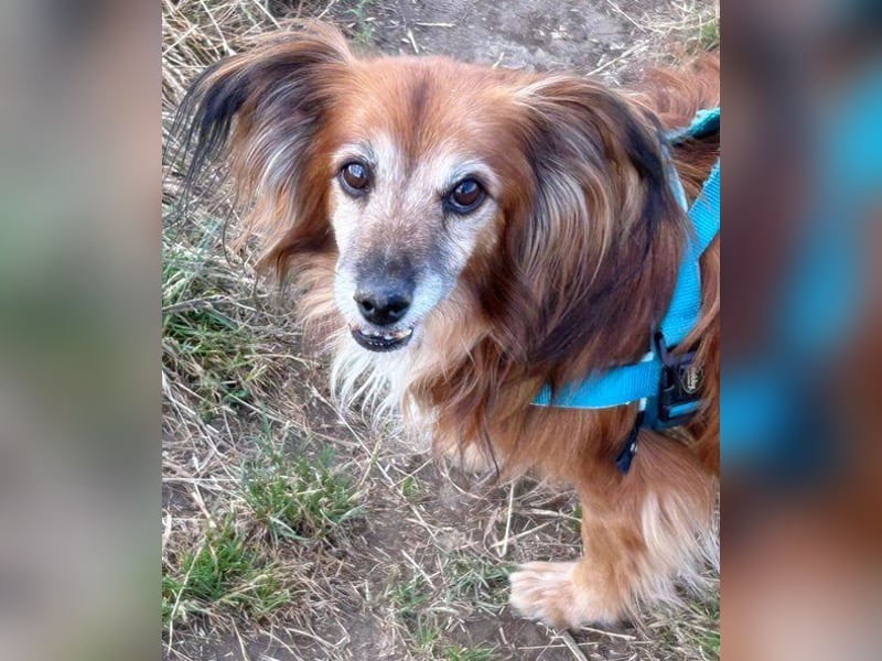 Canello (Pflegestelle Düsseldorf) - super freundlicher Hundeopi