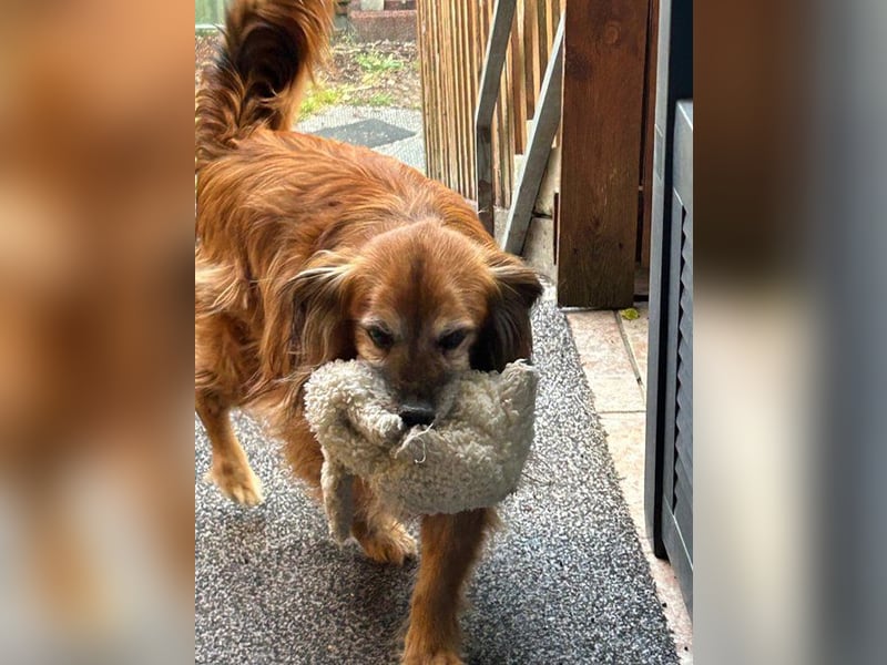 Canello (Pflegestelle Düsseldorf) - super freundlicher Hundeopi