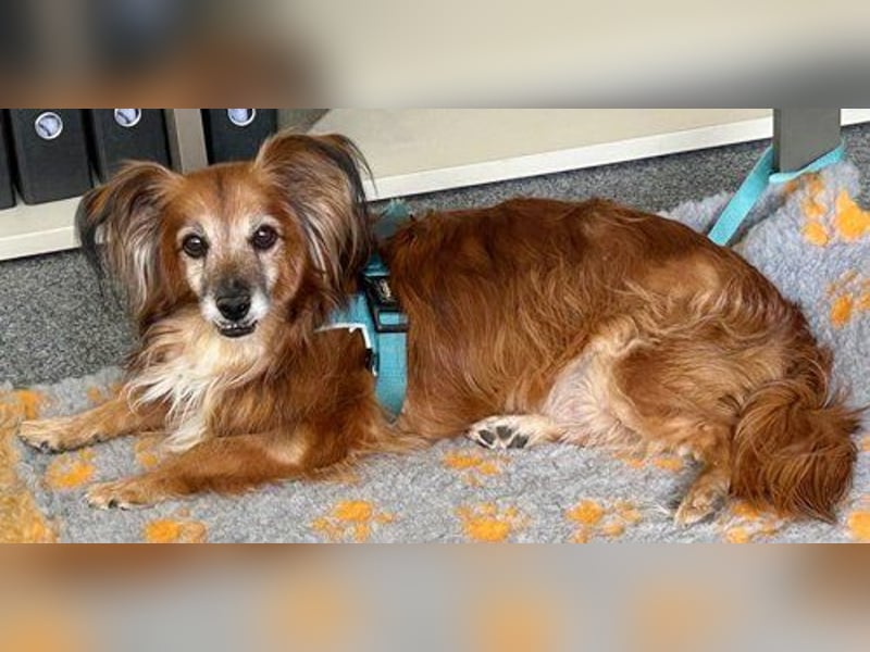 Canello (Pflegestelle Düsseldorf) - super freundlicher Hundeopi