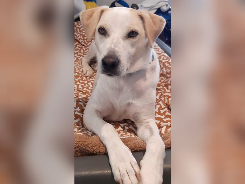 Peppy( Pflegestelle 66903 Altenkirchen) ist ein lustiger und verschmuster Kerl
