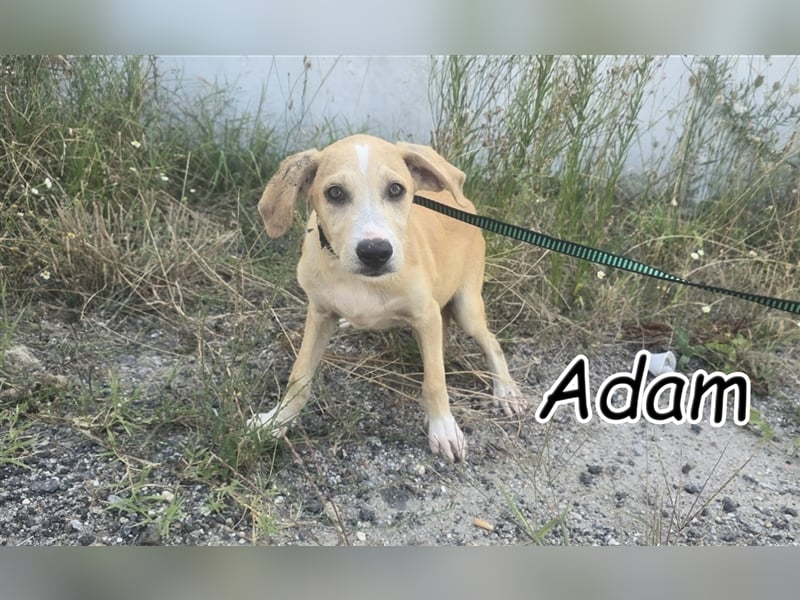 Bieten Sie Adam ein Zuhause an?
