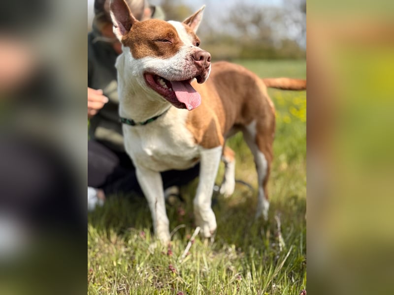 MATZE - Verspielter, total charmanter Cattle-Dog-Mix