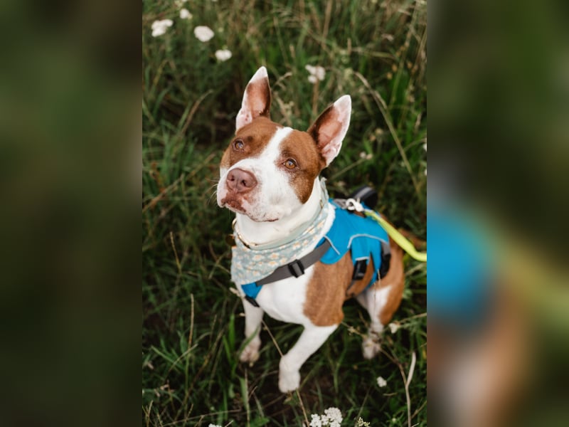 MATZE - Verspielter, total charmanter Cattle-Dog-Mix