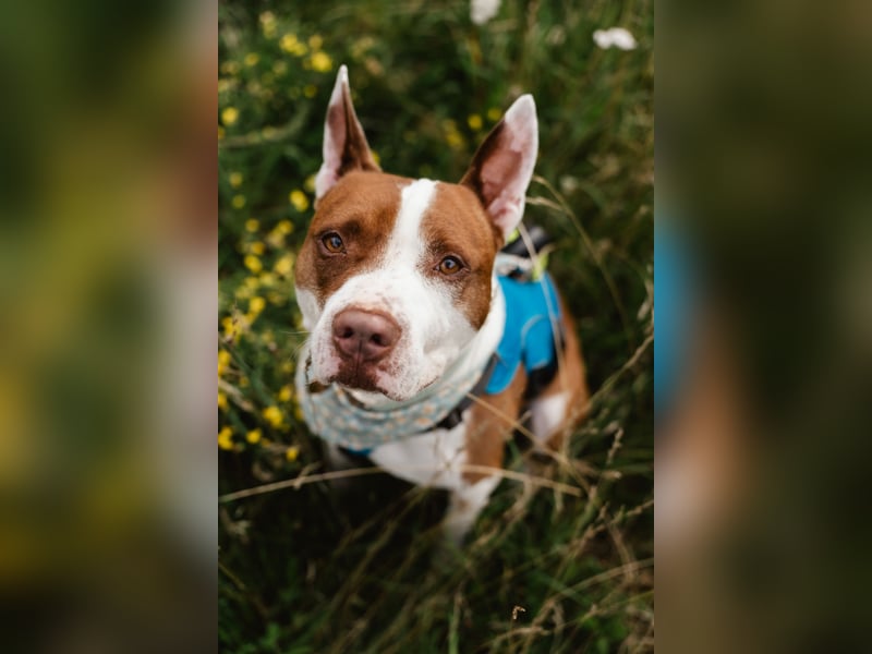 MATZE - Verspielter, total charmanter Cattle-Dog-Mix