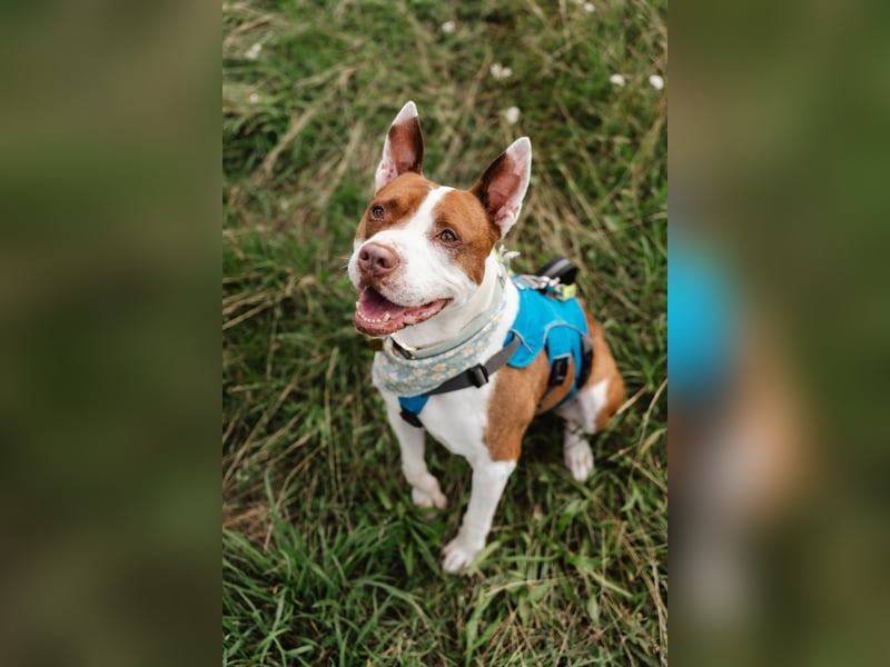 MATZE - Verspielter, total charmanter Cattle-Dog-Mix