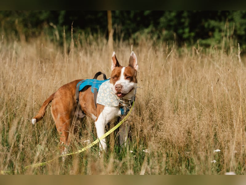 MATZE - Verspielter, total charmanter Cattle-Dog-Mix