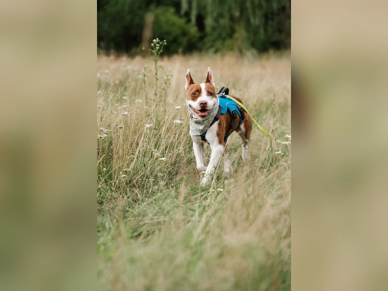 MATZE - Verspielter, total charmanter Cattle-Dog-Mix