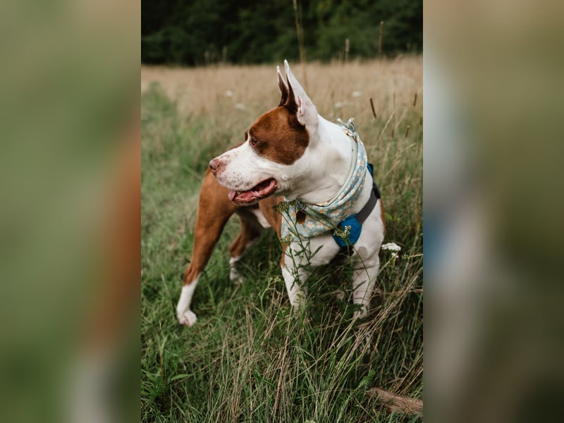 MATZE - Verspielter, total charmanter Cattle-Dog-Mix