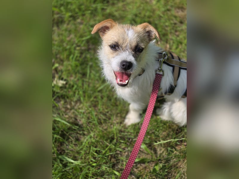 Kooni sucht ein neues Zuhause