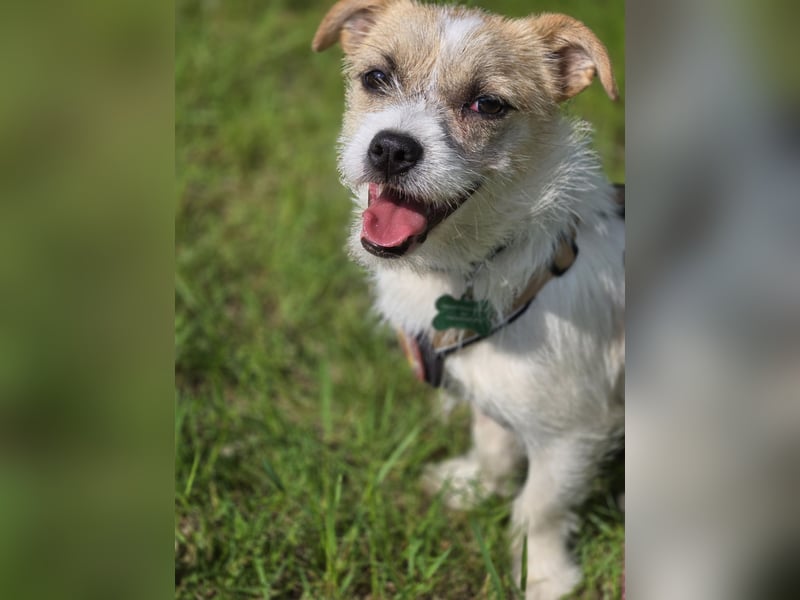 Kooni sucht ein neues Zuhause