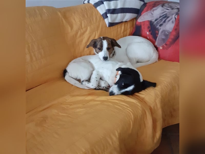 Pepper -  der Name ist Programm, jung, fröhlich