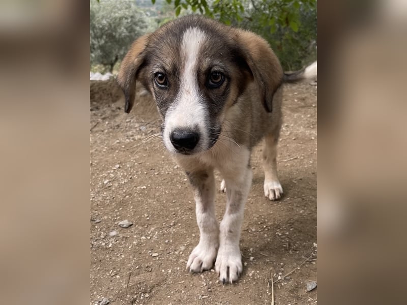 Dios, geb. ca. 05/2022, lebt in GRIECHENLAND, im städt. Tierheim Serres