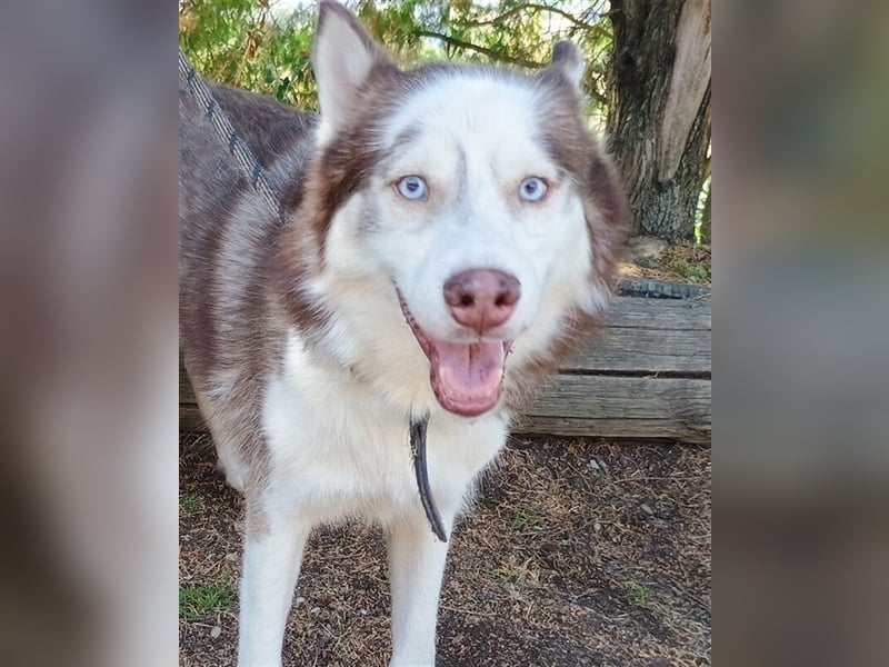 Husky-Mischling JOHNY musste ein trauriges Leben an der Kette führen