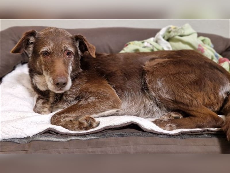 Labrador- Deutsch Drahthaar Mischling BENKO war fast sein ganzes Leben eingesperrt