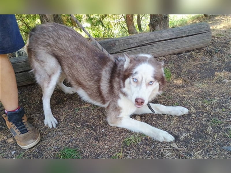 Husky-Mischling JOHNY musste ein trauriges Leben an der Kette führen