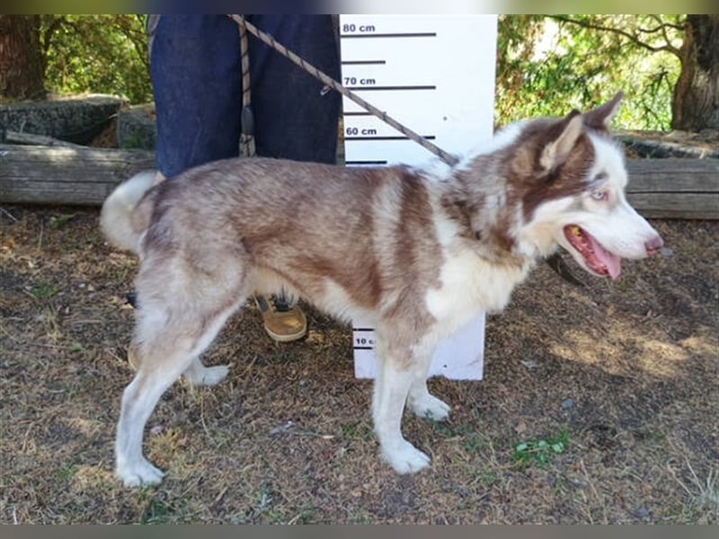 Husky-Mischling JOHNY musste ein trauriges Leben an der Kette führen