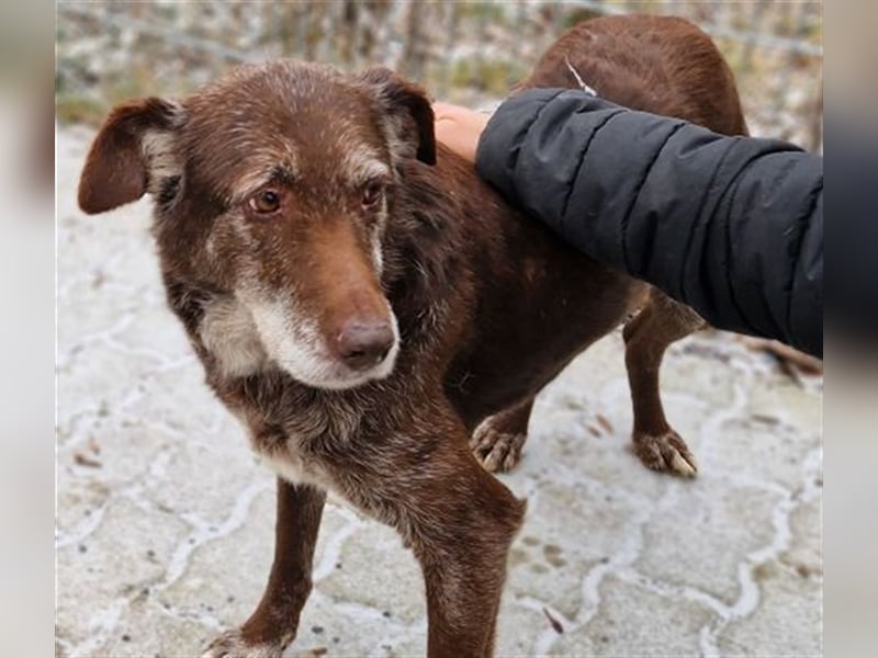 Labrador- Deutsch Drahthaar Mischling BENKO war fast sein ganzes Leben eingesperrt