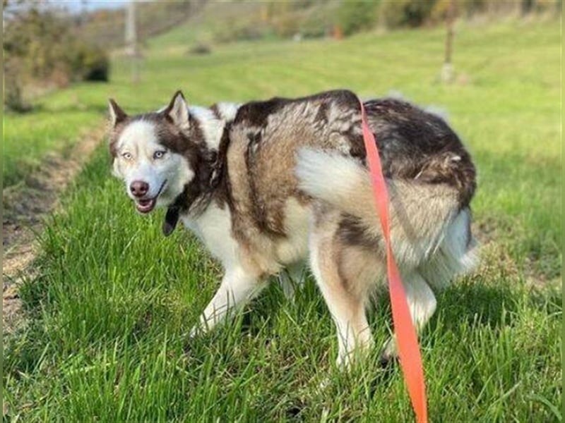 Husky-Mischling JOHNY musste ein trauriges Leben an der Kette führen