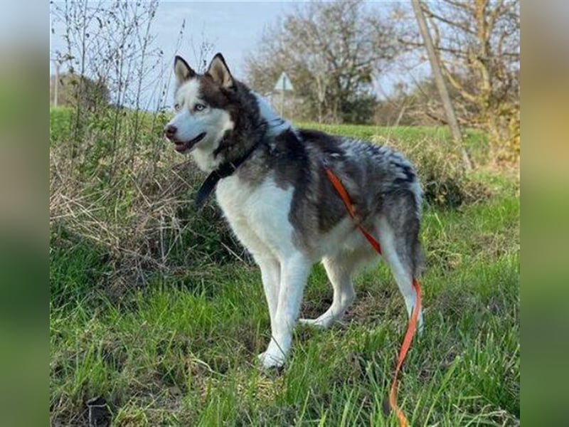 Husky-Mischling JOHNY musste ein trauriges Leben an der Kette führen
