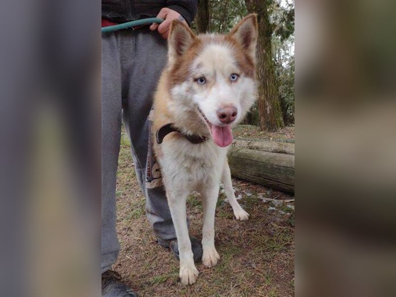 Husky-Mischling JOHNY musste ein trauriges Leben an der Kette führen