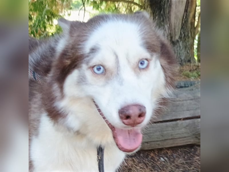 Husky-Mischling JOHNY musste ein trauriges Leben an der Kette führen