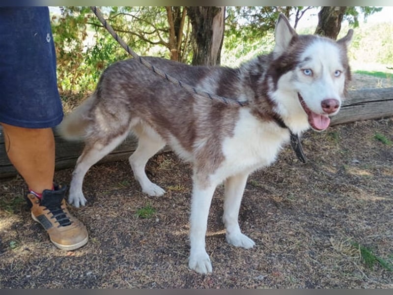 Husky-Mischling JOHNY musste ein trauriges Leben an der Kette führen