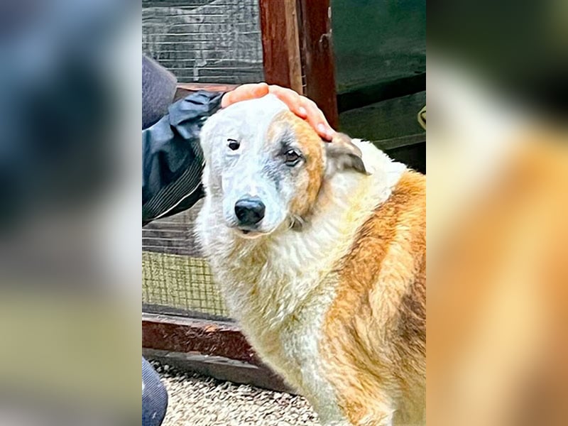 Thyson sucht sein Glück!