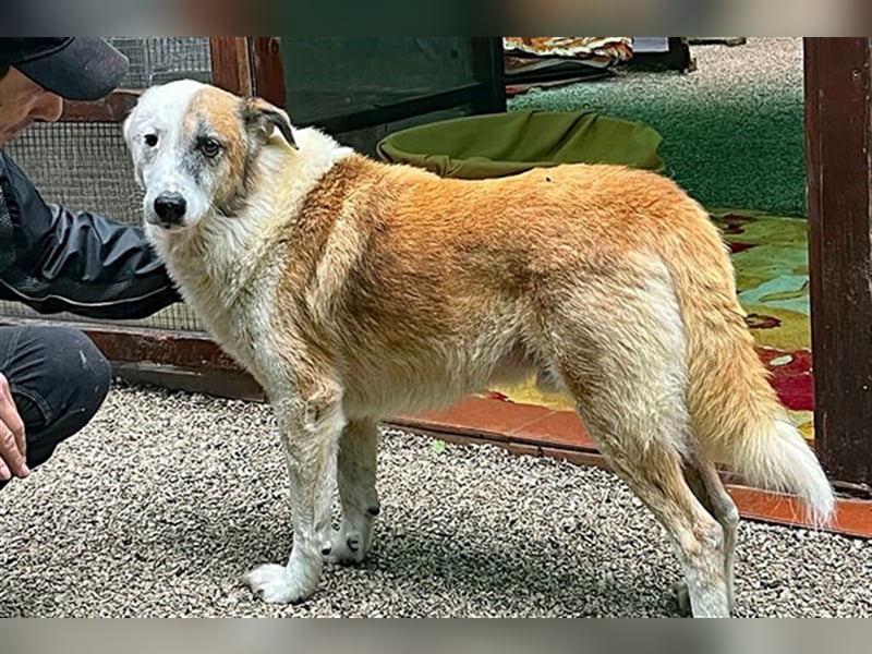 Thyson sucht sein Glück!