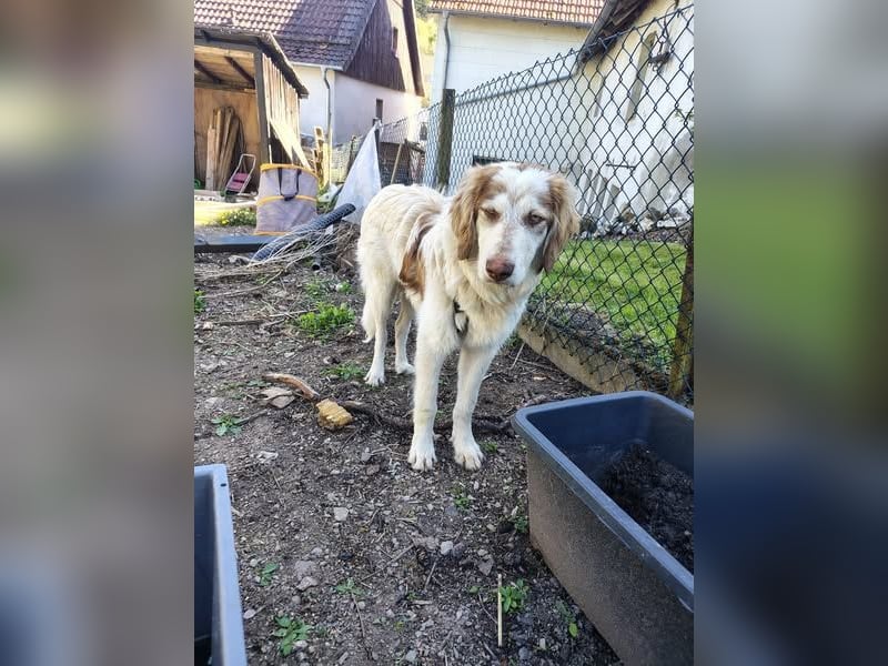 Batuffolo mit den schönen Augen!
