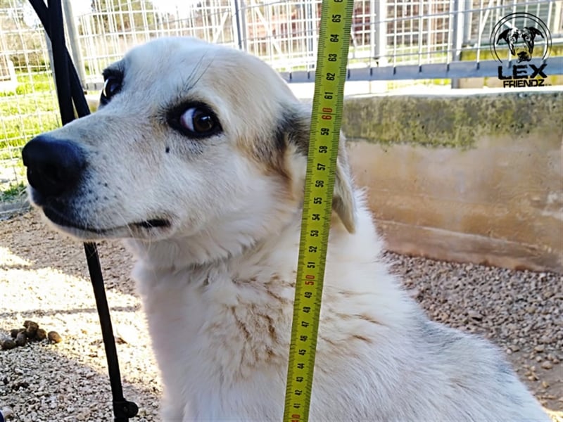 Sorriso - lieber, umgänglicher Hund