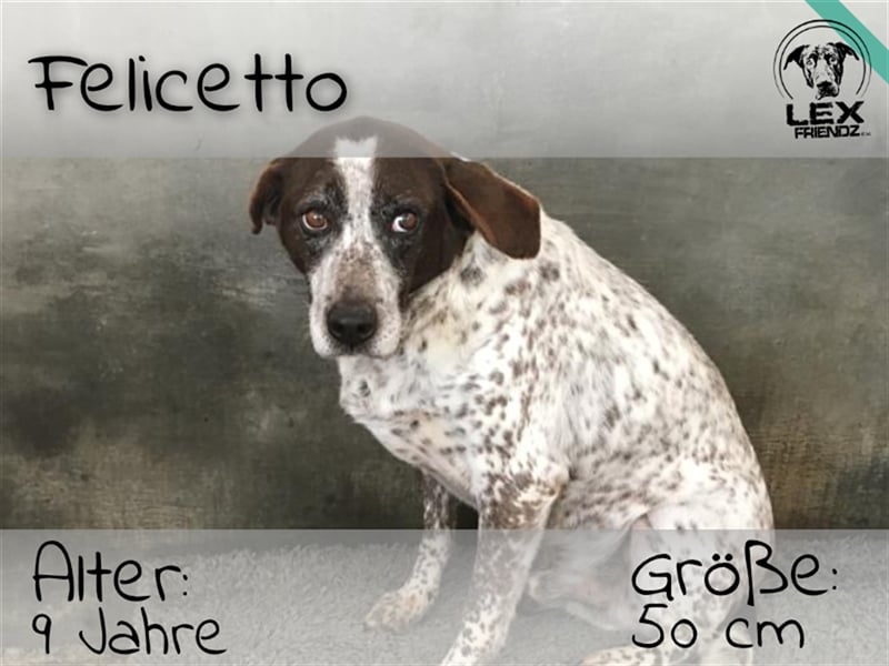 Felicetto - gute Seele sucht zu Hause