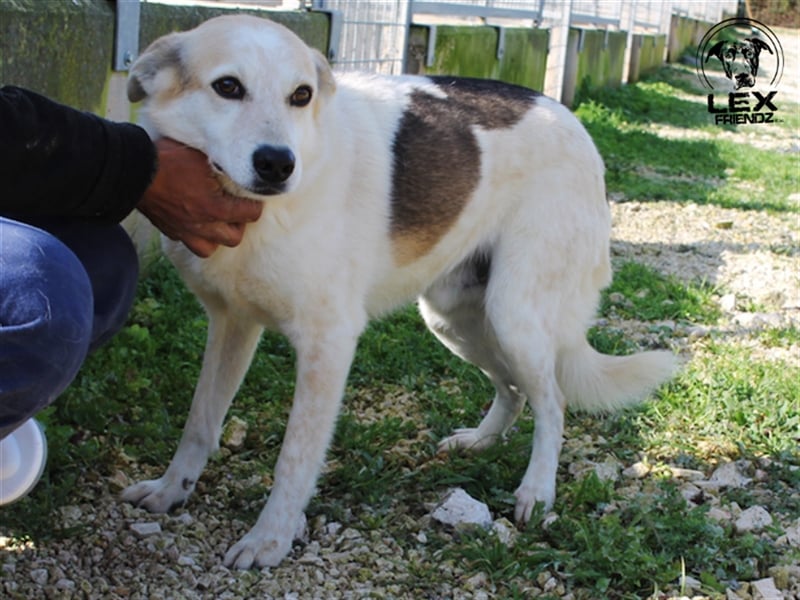 Sorriso - lieber, umgänglicher Hund