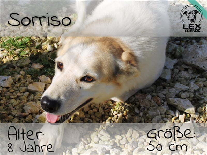 Sorriso - lieber, umgänglicher Hund