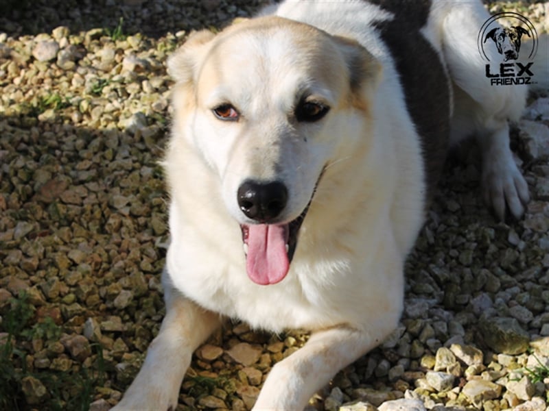 Sorriso - lieber, umgänglicher Hund
